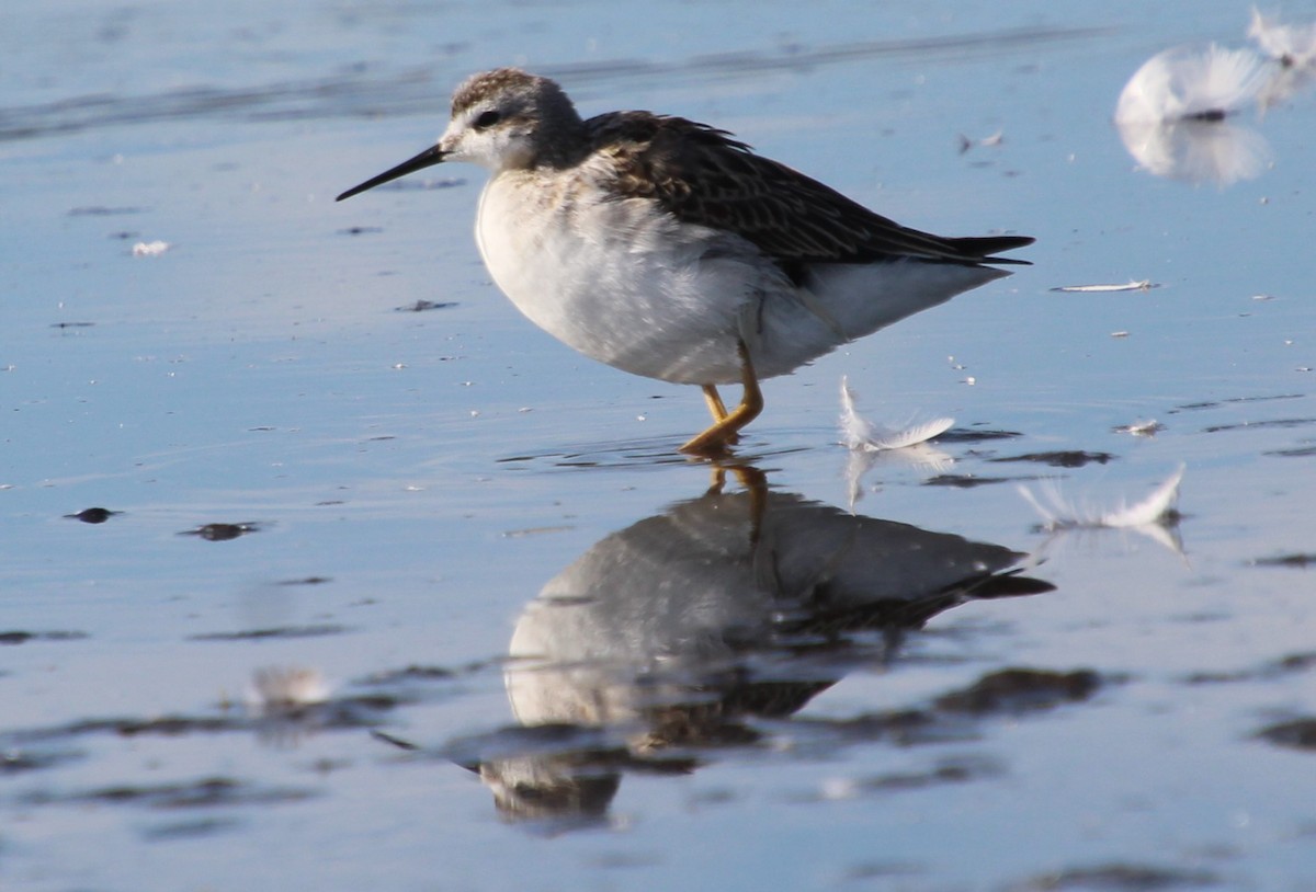 Wilson's Phalarope - ML622984679