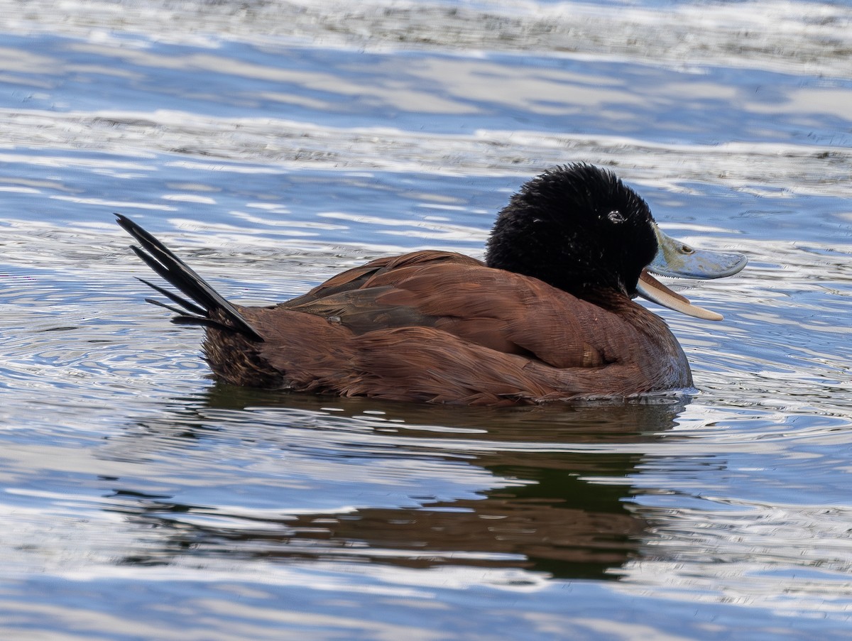 Andean Duck - ML622984743