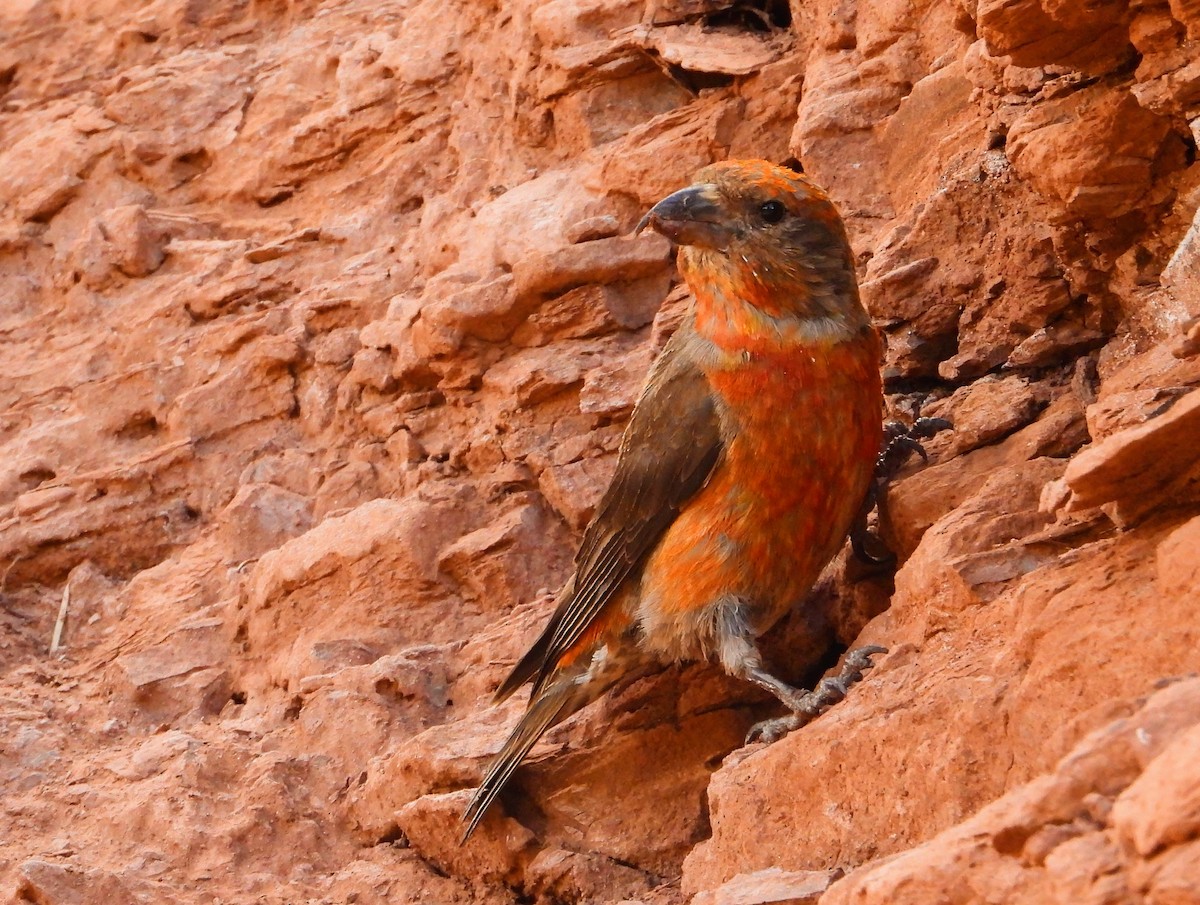 Red Crossbill - ML622984818