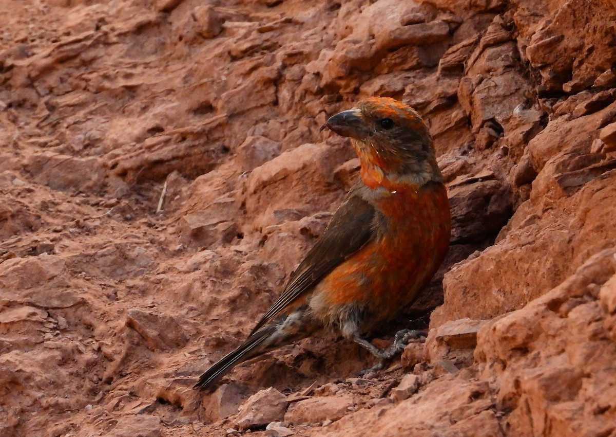 Red Crossbill - ML622984819