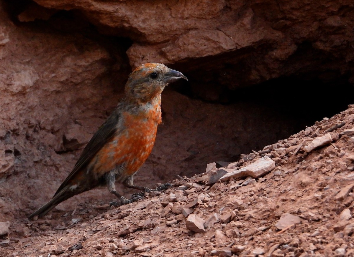 Red Crossbill - ML622984820