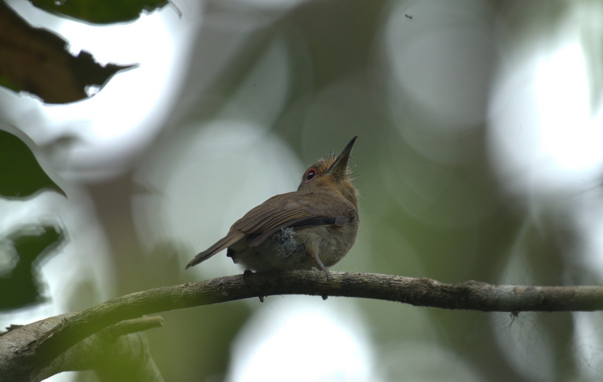 Fulvous-chinned Nunlet - ML622984843