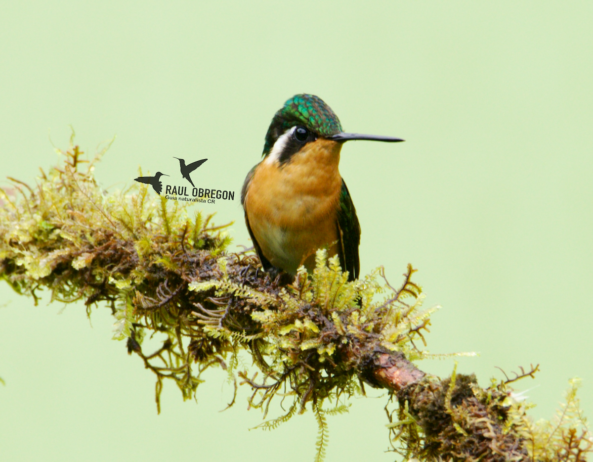 Purple-throated Mountain-gem - Raúl Obregón