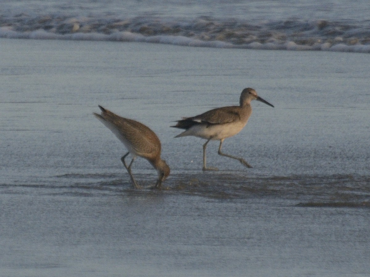 Willet - Alan Seelye-James