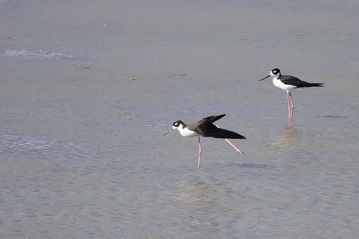 Black-necked Stilt - ML622985026