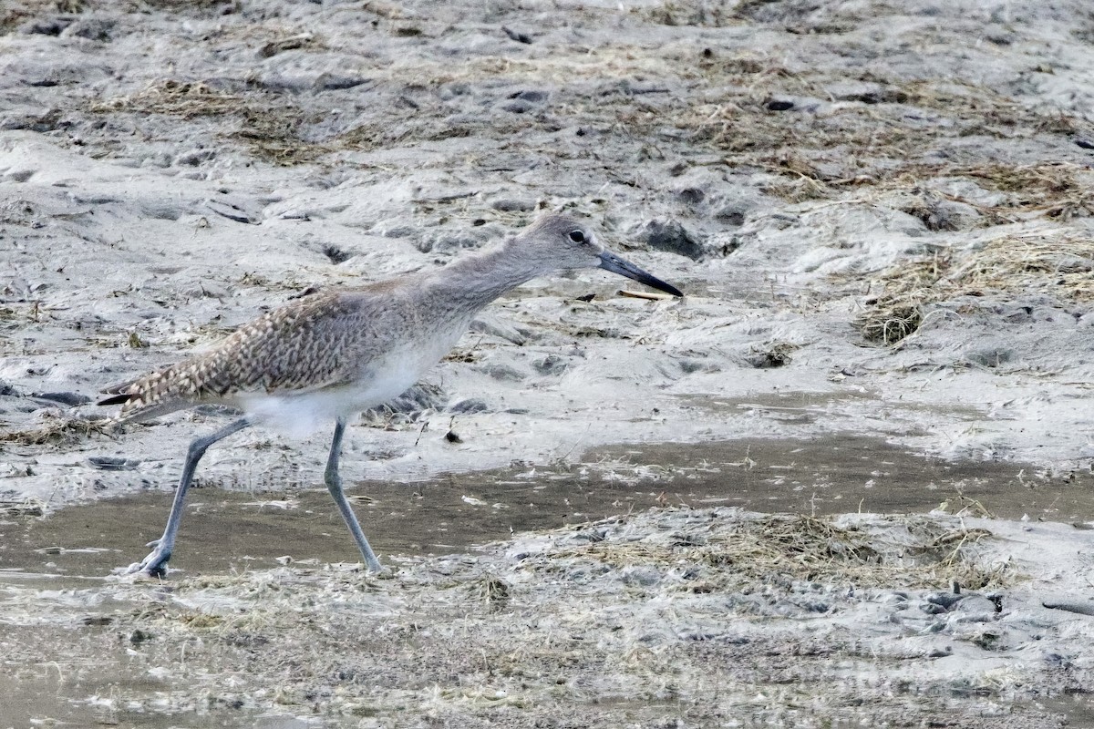 Willet - ML622985036