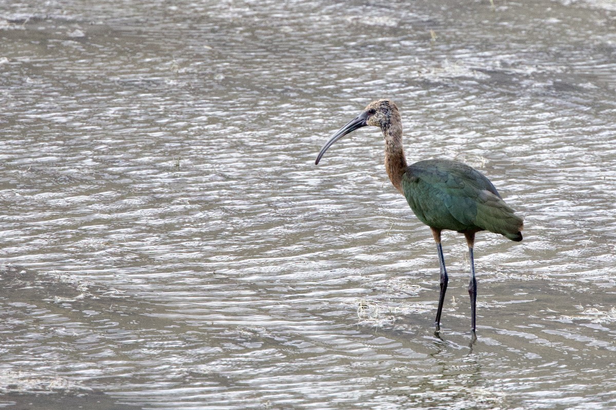 White-faced Ibis - ML622985040