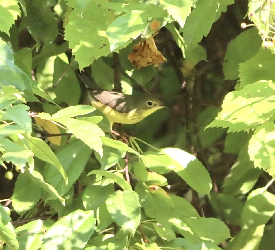 Canada Warbler - ML622985054