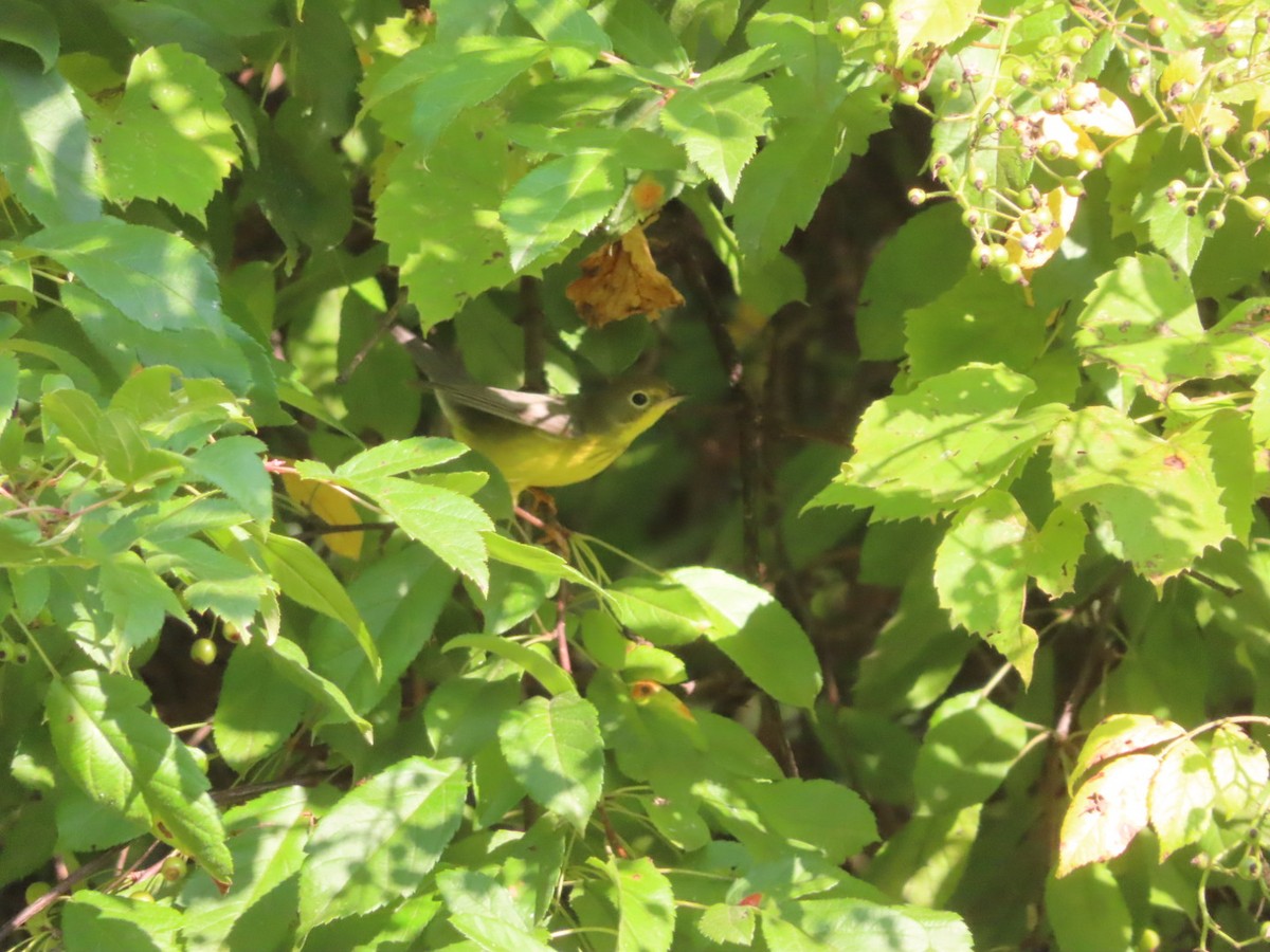 Canada Warbler - ML622985055