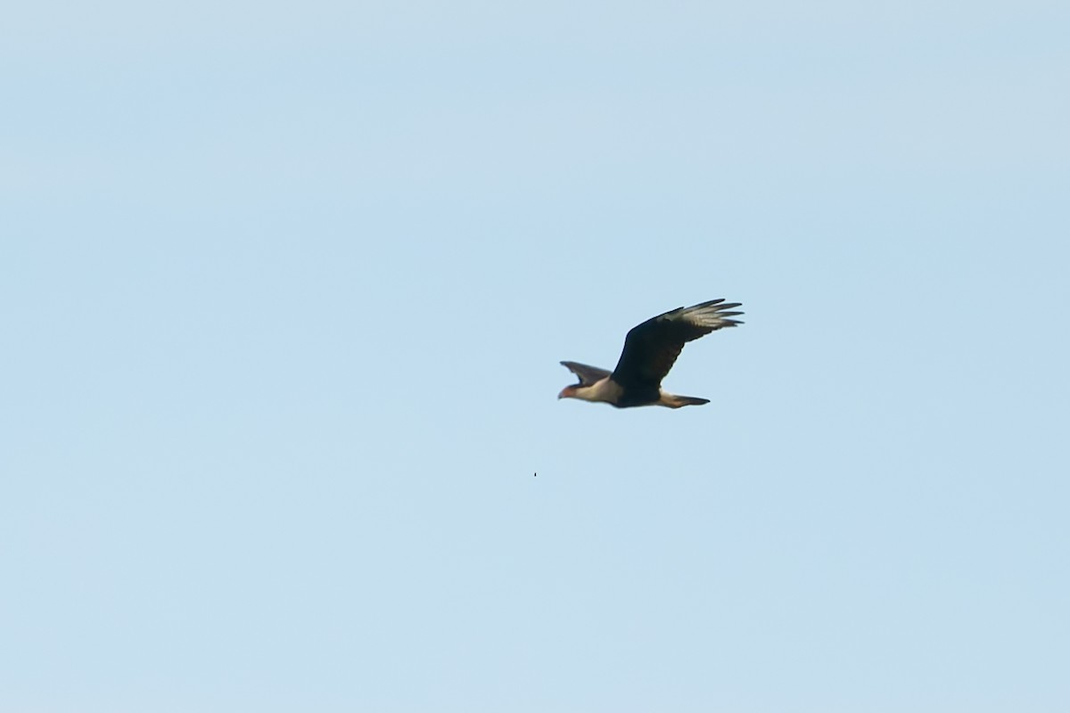 Caracara huppé - ML622985057