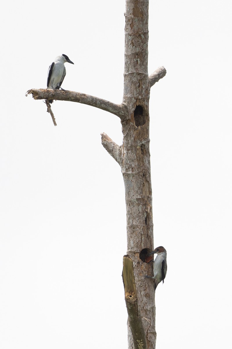 Black-crowned Tityra - ML622985068