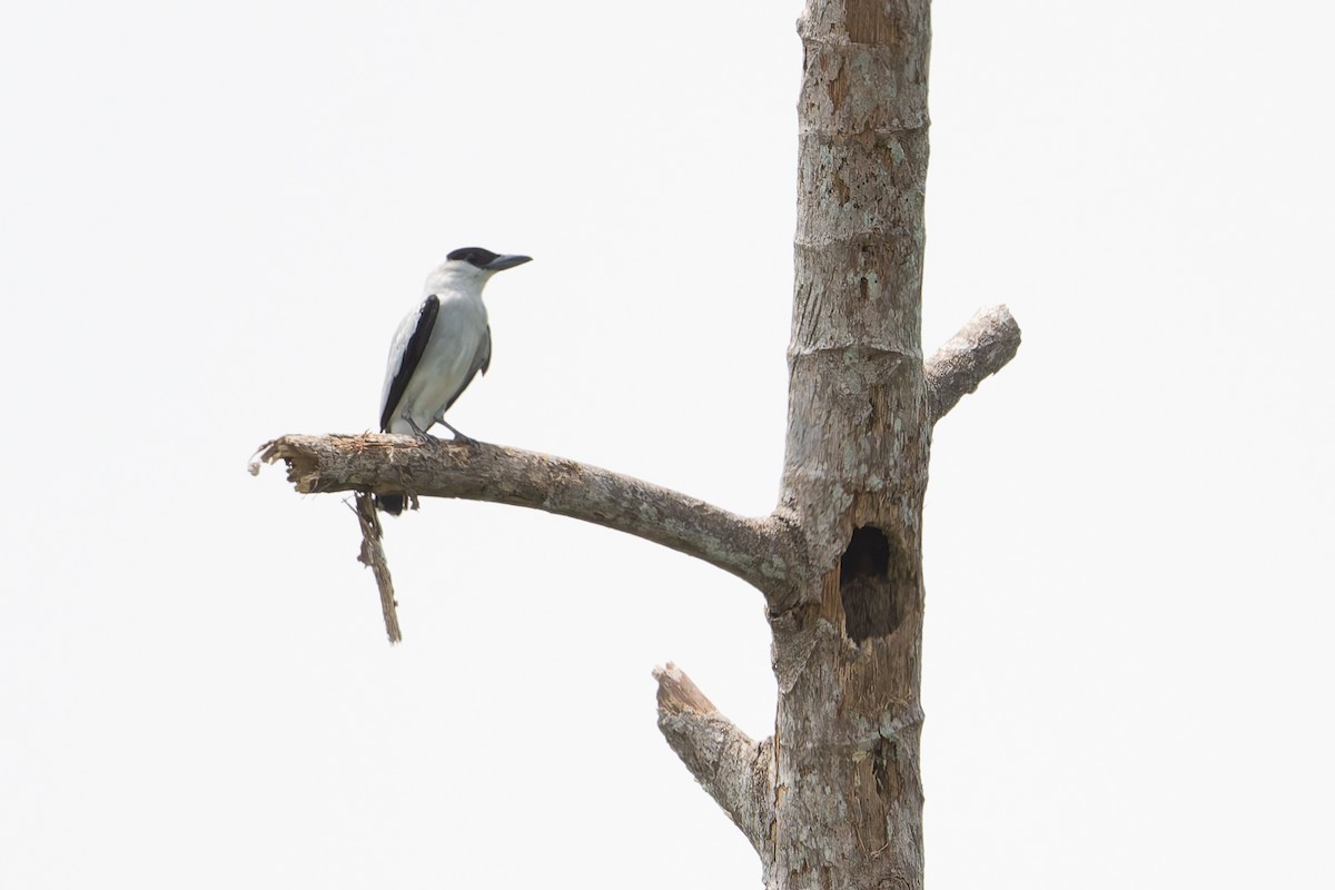 Black-crowned Tityra - ML622985069