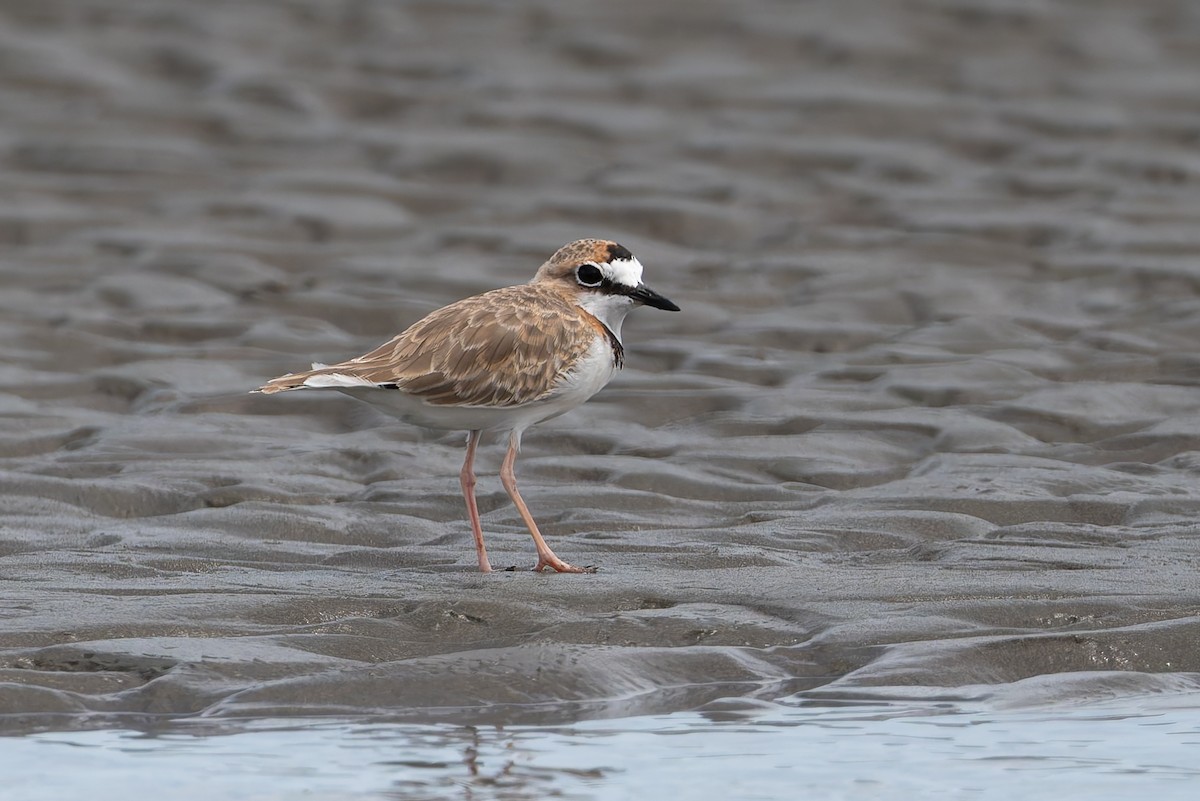 Collared Plover - ML622985089