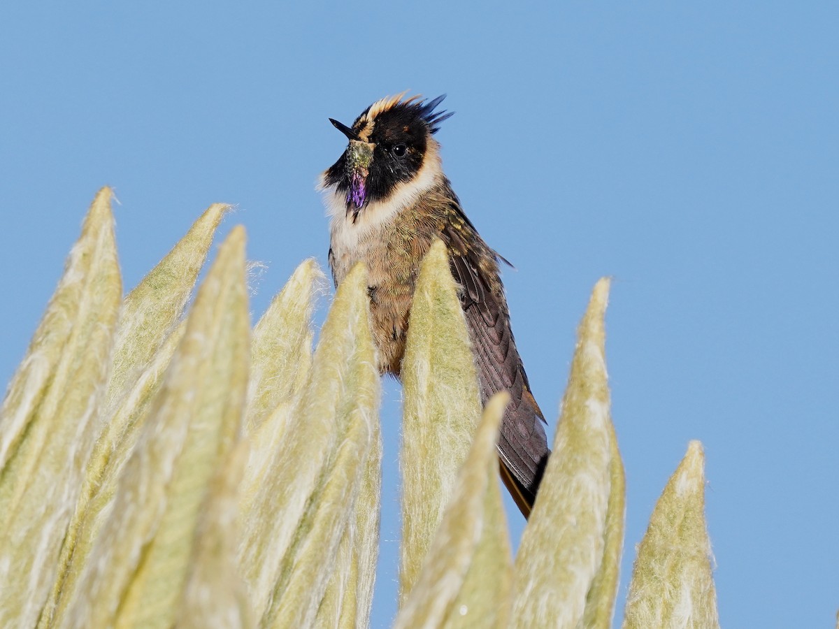 Colibri de Stübel - ML622985140