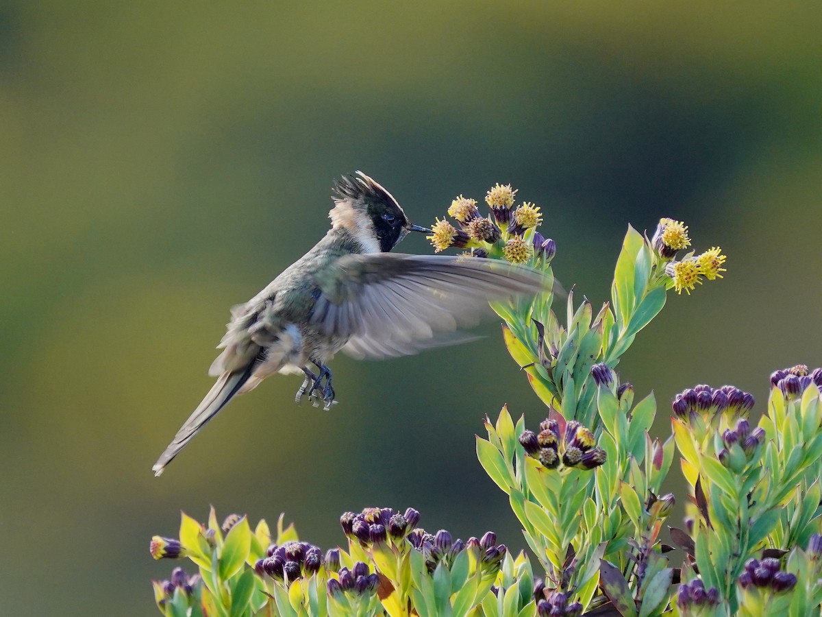 Colibri de Stübel - ML622985141