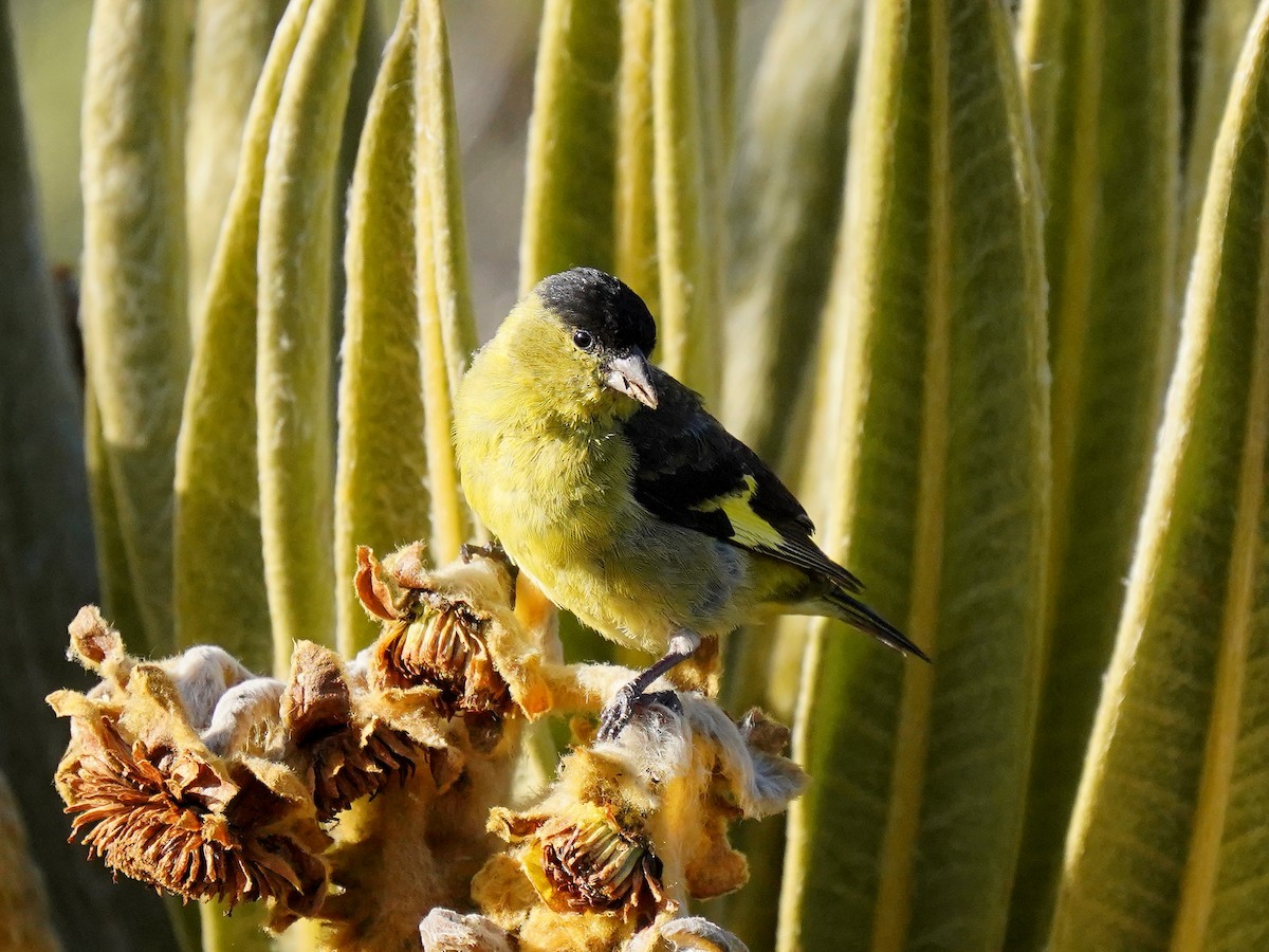 Andean Siskin - Luis Carlos García Mejía