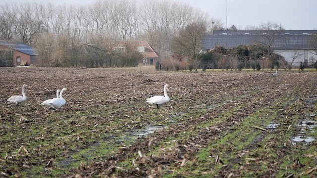 Whooper Swan - ML622985180