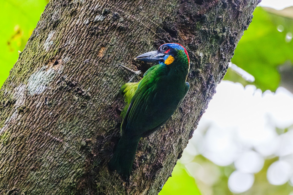 Red-crowned Barbet - ML622985267