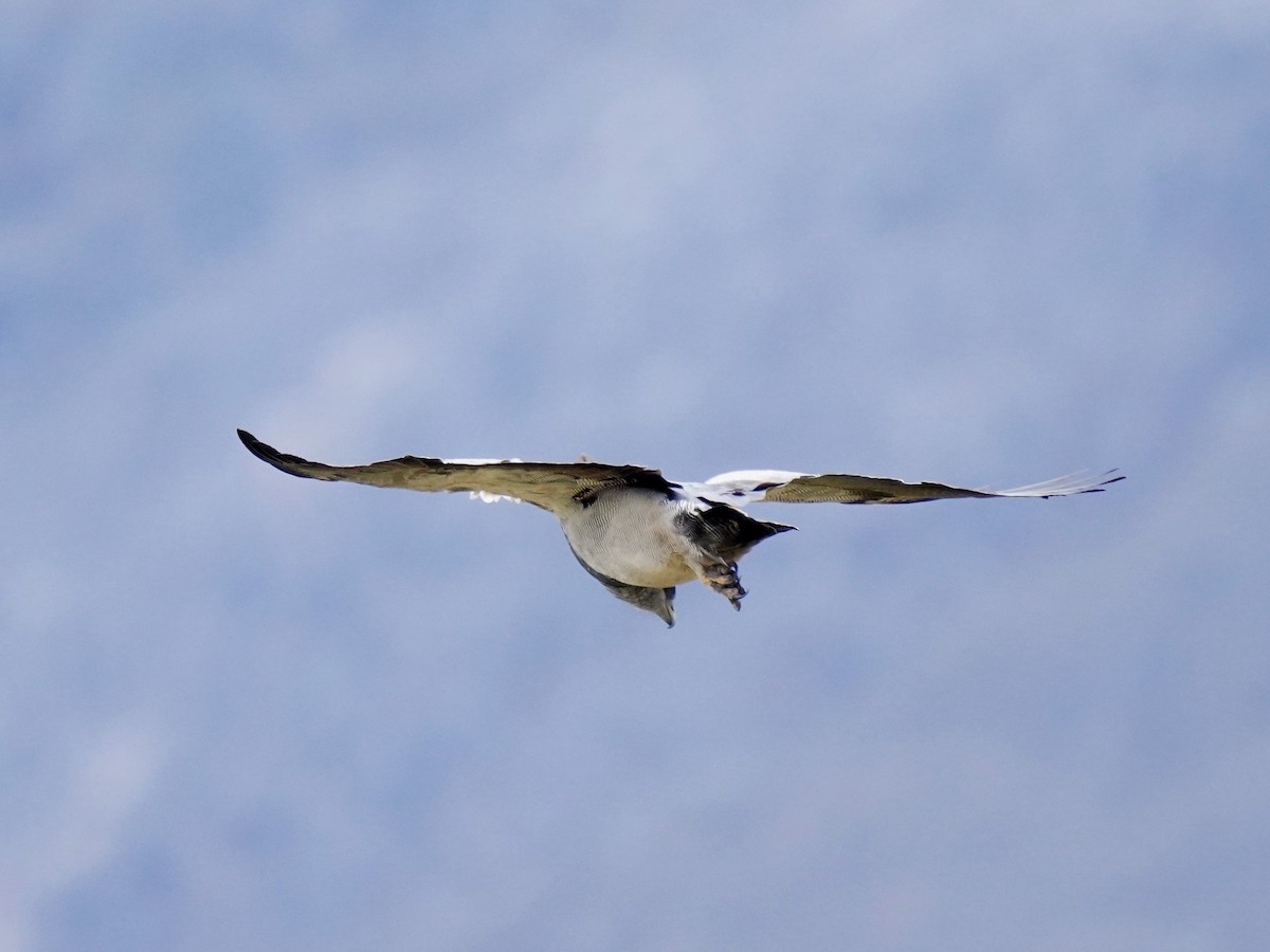 Black-chested Buzzard-Eagle - ML622985272