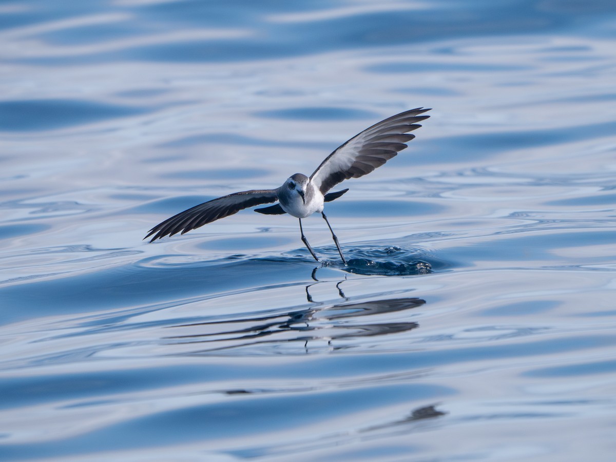 White-faced Storm-Petrel - ML622985329