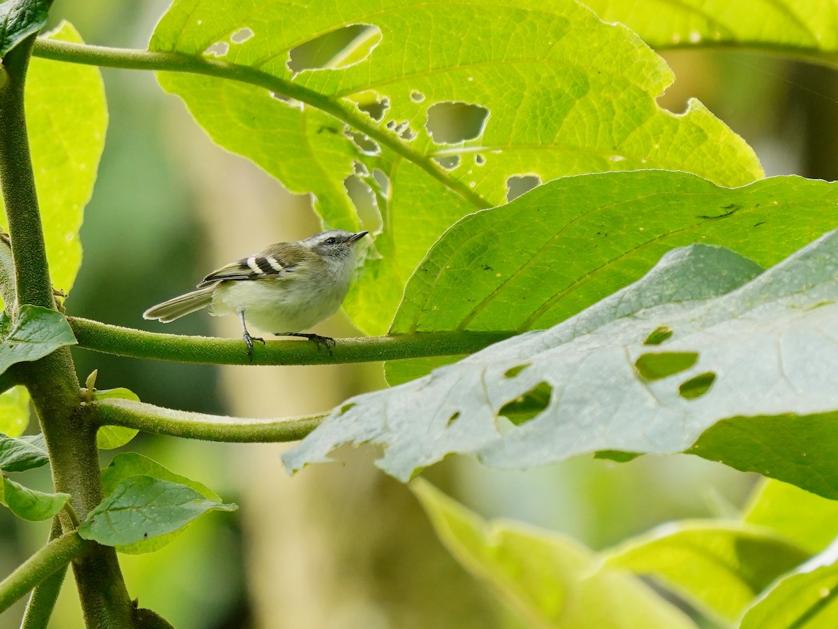 White-banded Tyrannulet - ML622985330