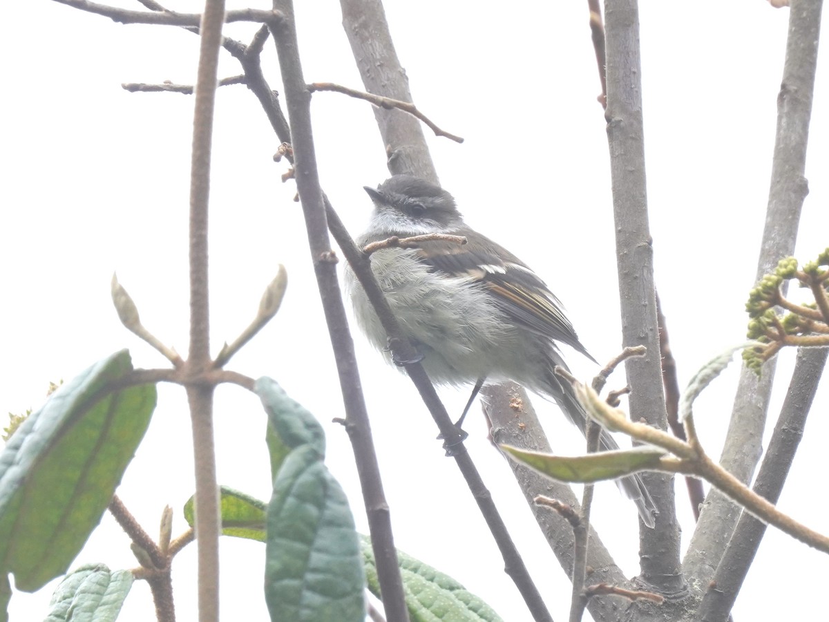 White-throated Tyrannulet - ML622985339