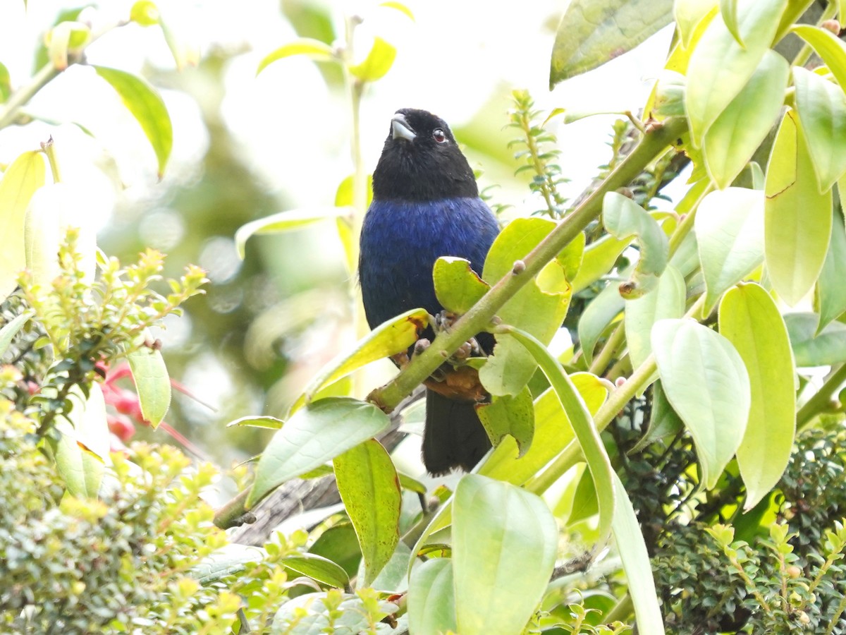 Golden-crowned Tanager - ML622985366