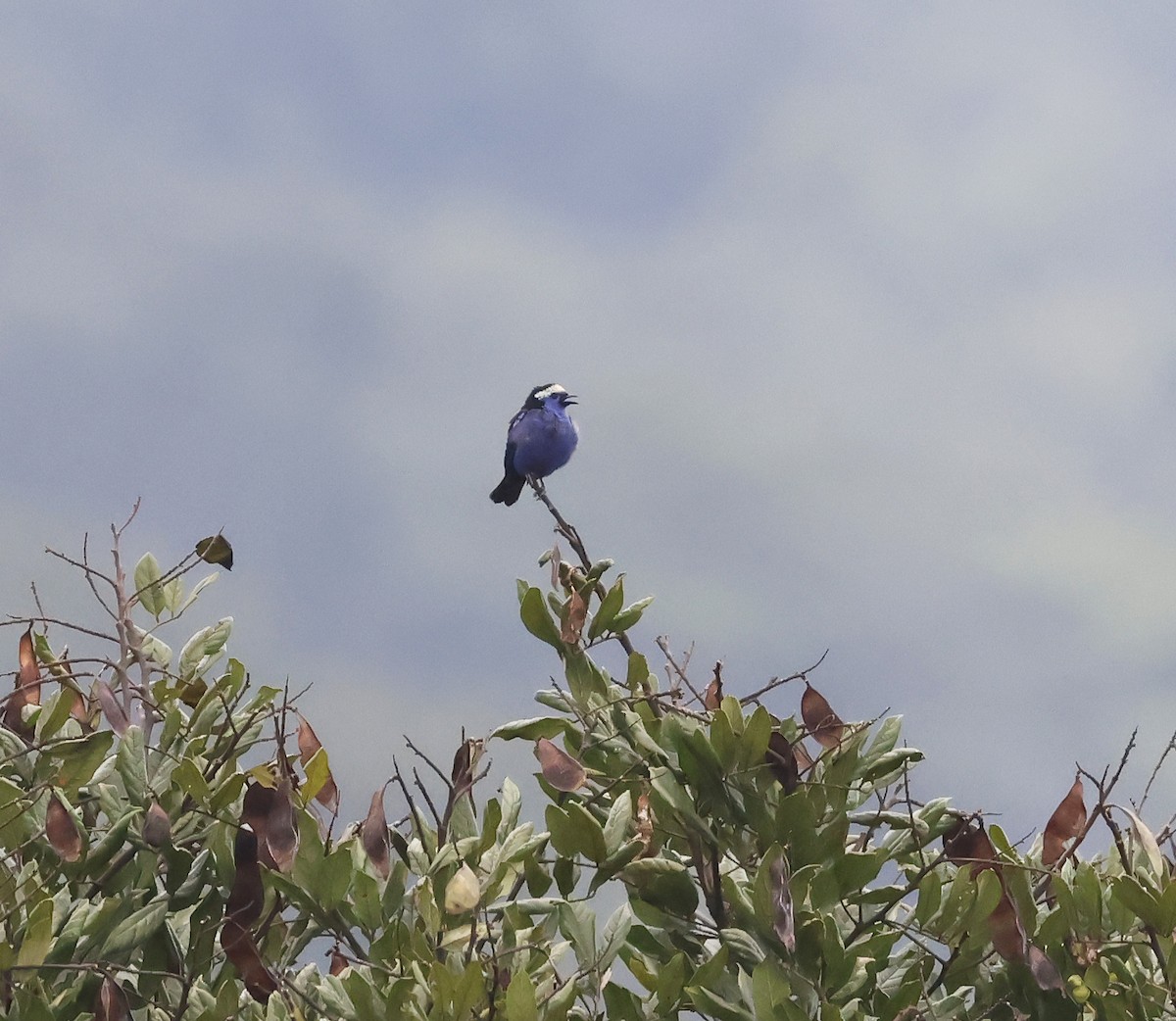 Opal-crowned Tanager - ML622985415