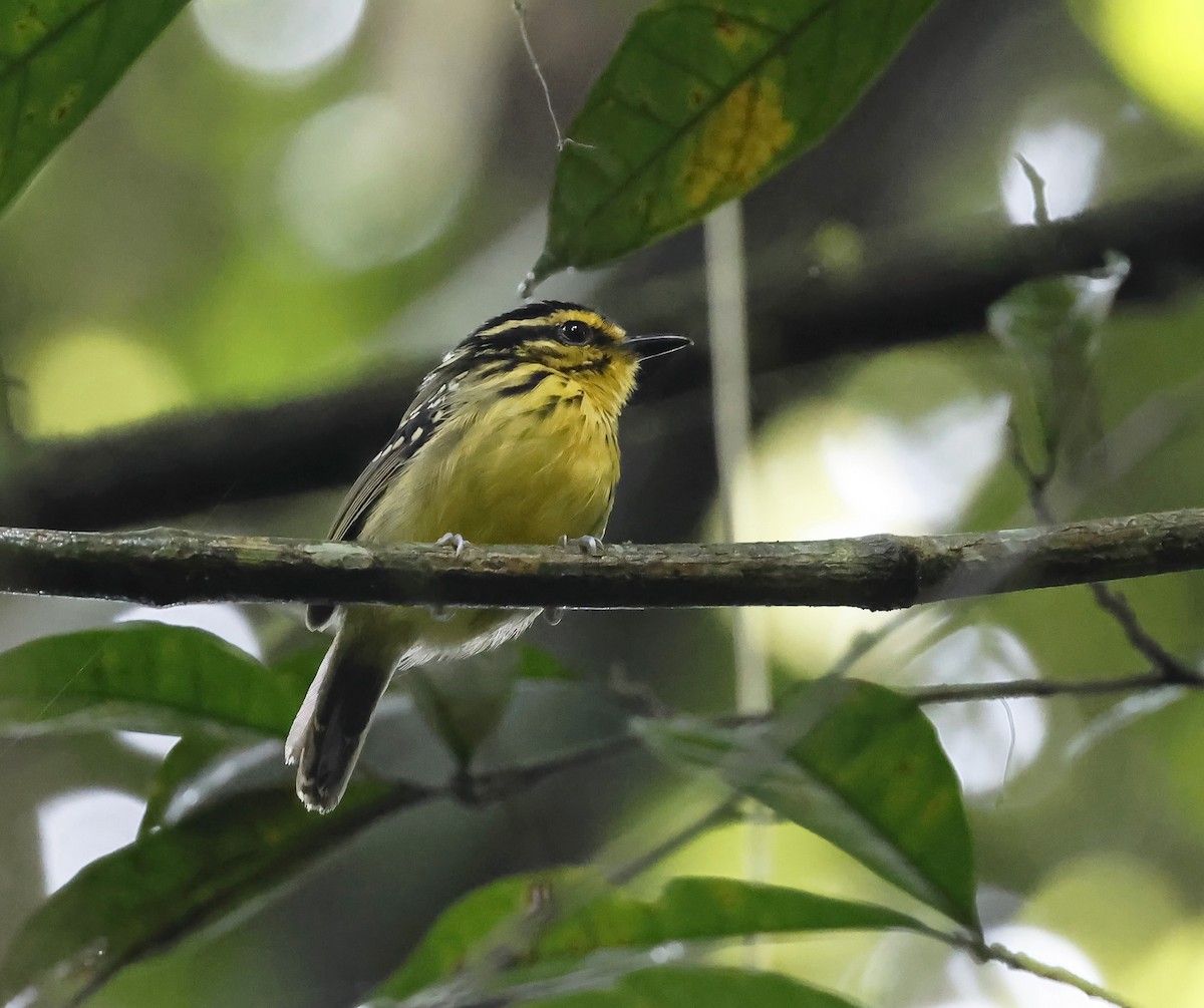 Yellow-browed Antbird - ML622985423