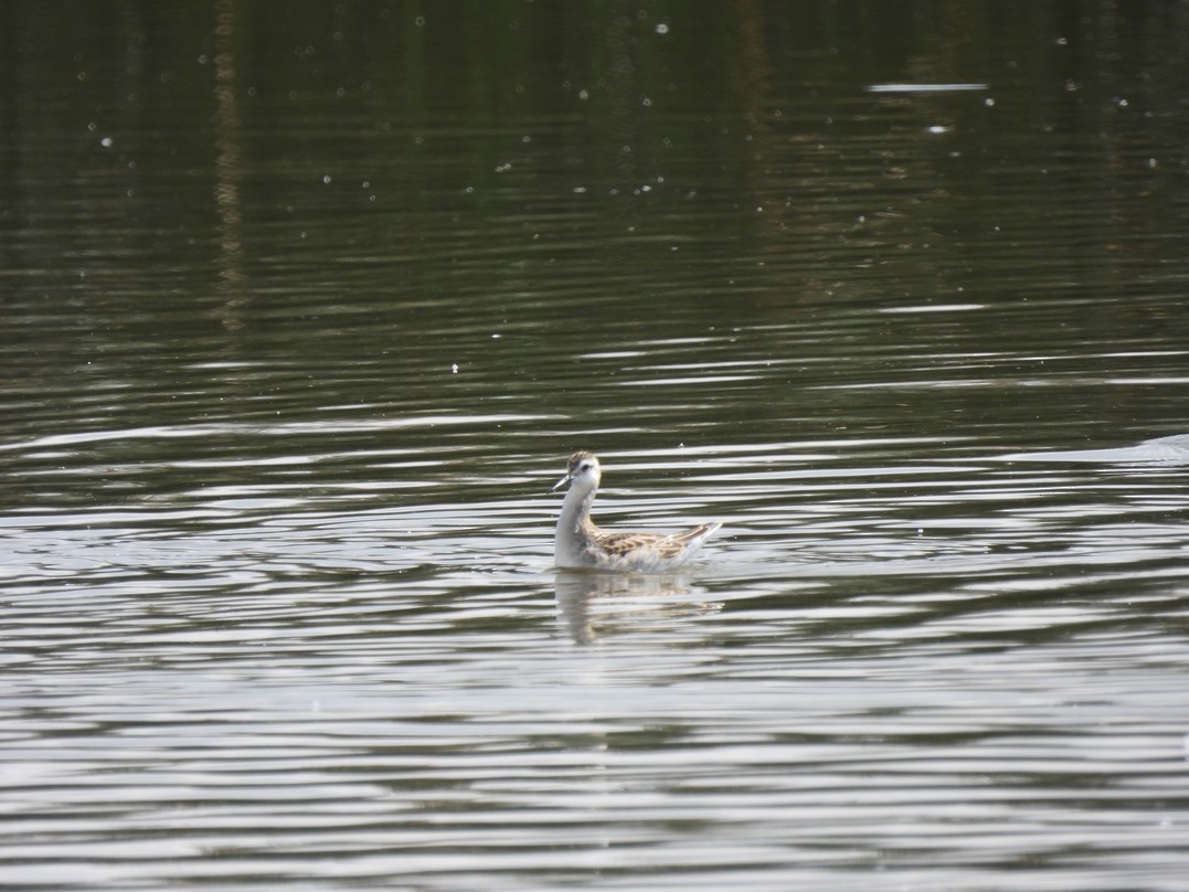 Wilson's Phalarope - ML622985472