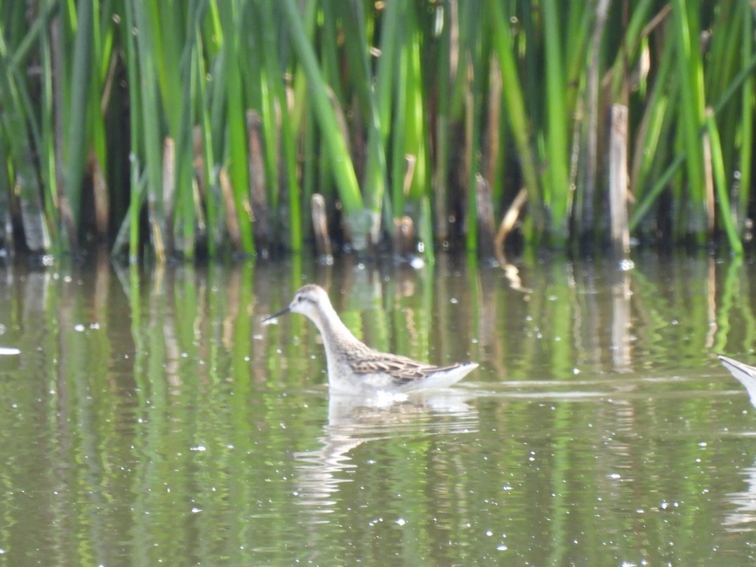 Wilson's Phalarope - ML622985473