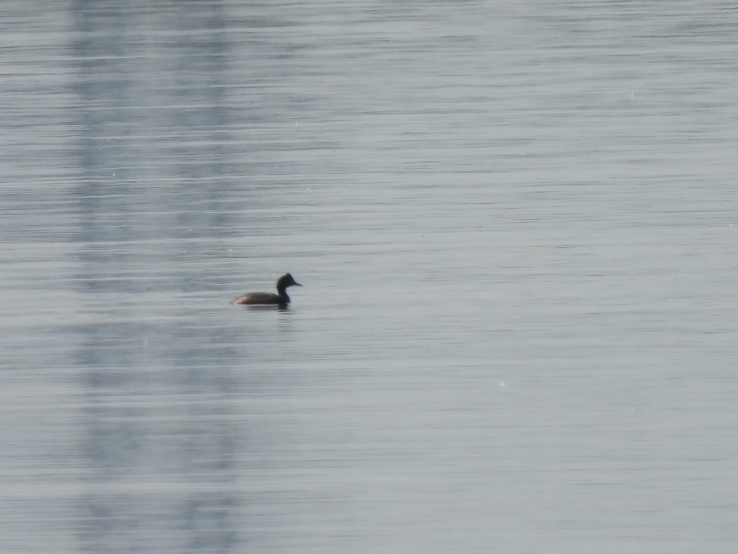 Eared Grebe - ML622985500