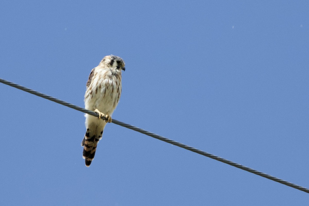 American Kestrel - ML622985510