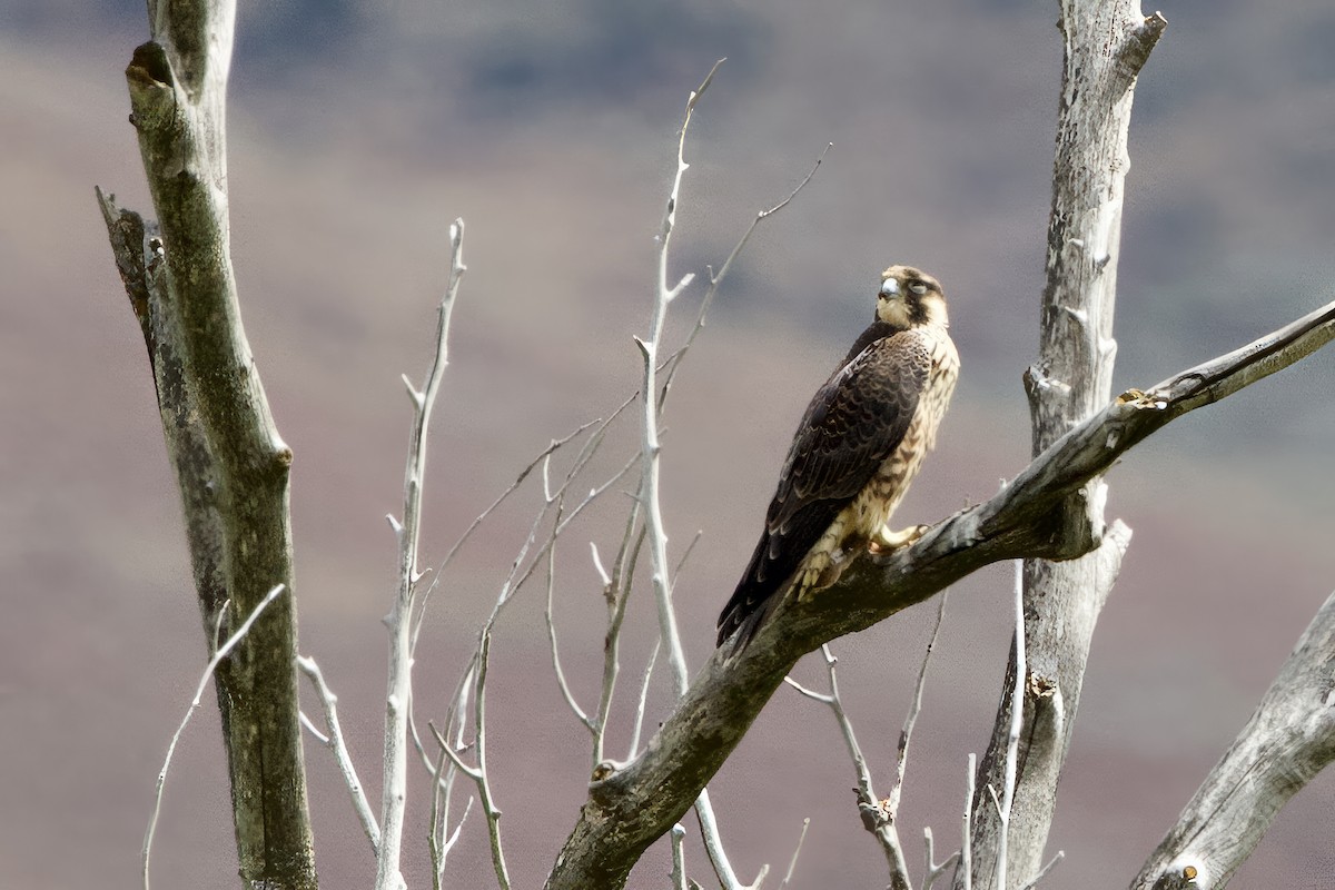 Peregrine Falcon - ML622985515