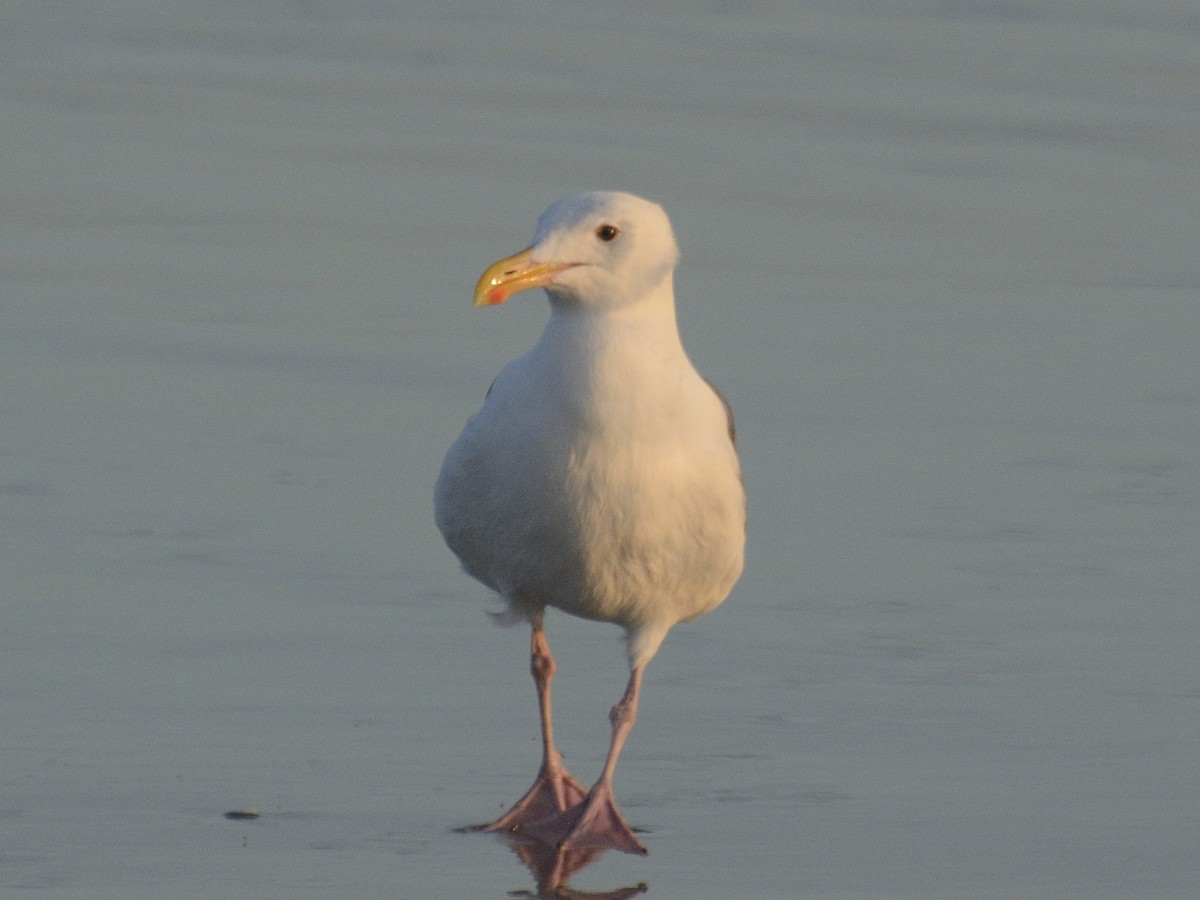 Gaviota Occidental - ML622985595