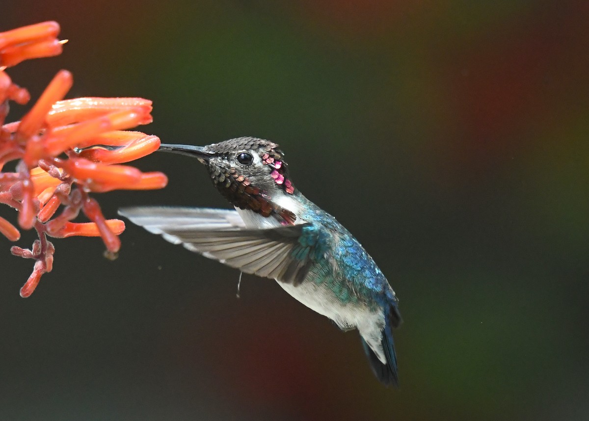 Bee Hummingbird - Laurence Green