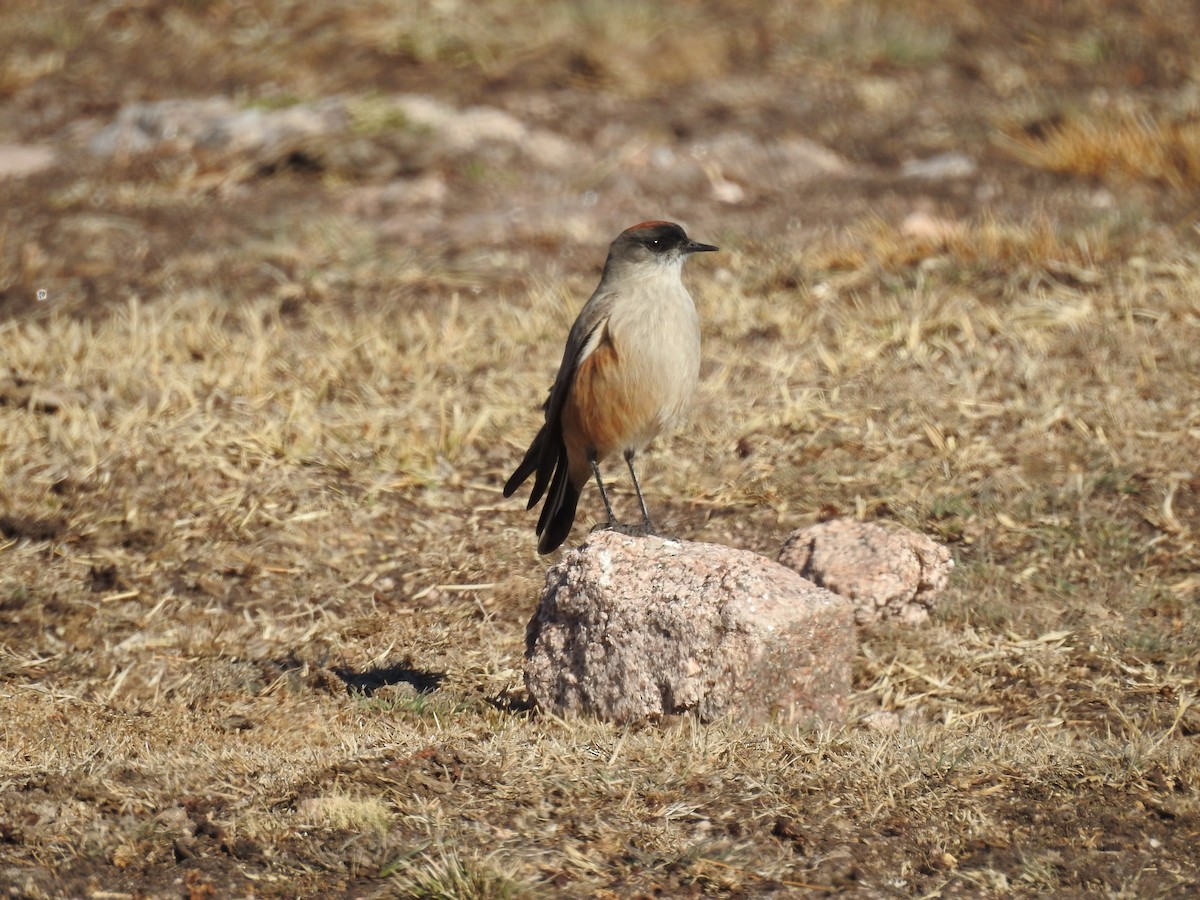 Cinnamon-bellied Ground-Tyrant - Dario Wendeler