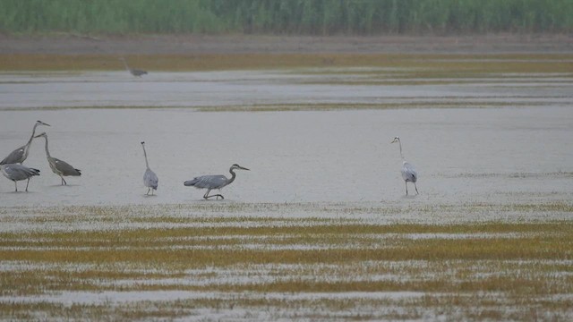 Gray Heron - ML622985645