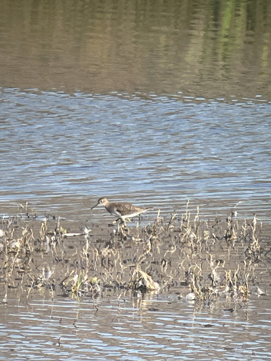 Solitary Sandpiper - ML622985714