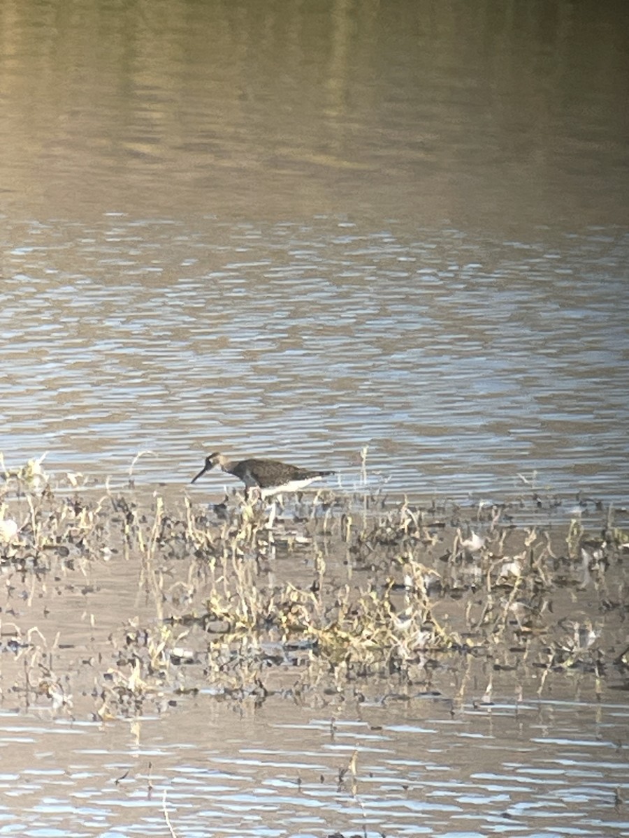 Solitary Sandpiper - ML622985734