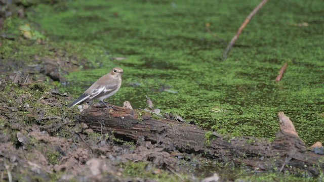 European Pied Flycatcher - ML622985751