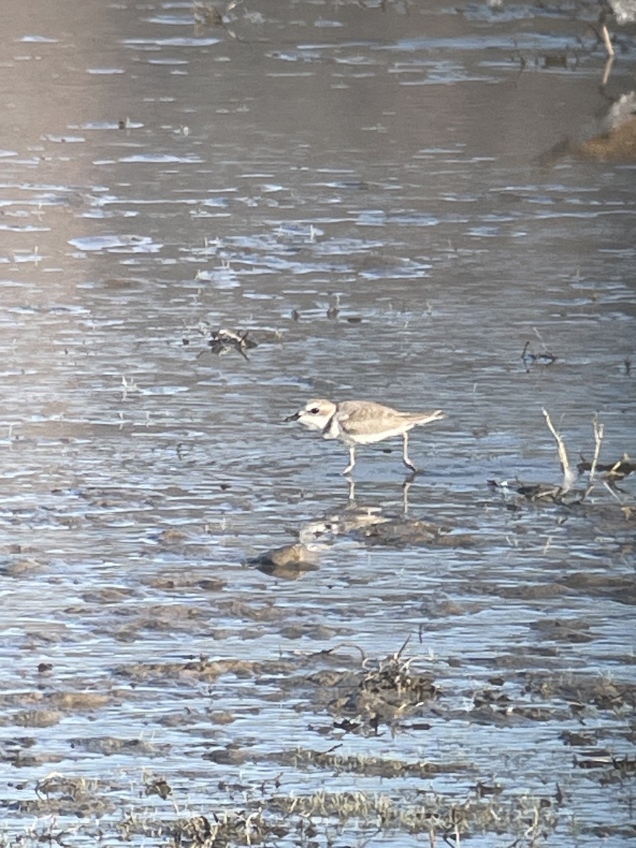 Snowy Plover - ML622985752