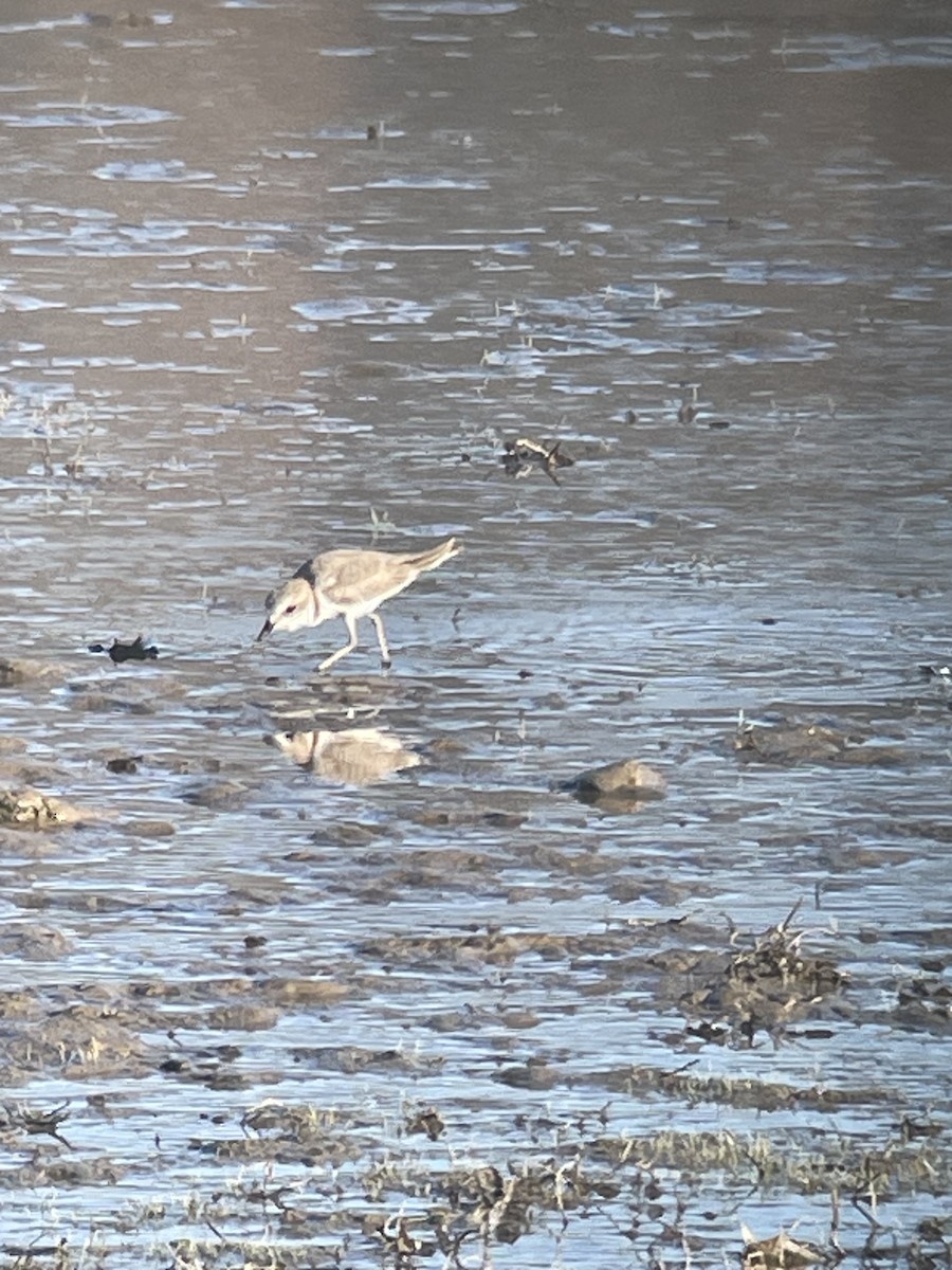 Snowy Plover - ML622985753