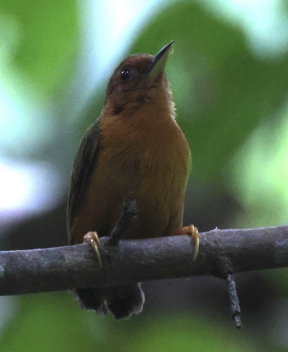 Rufous Piculet - ML622985760