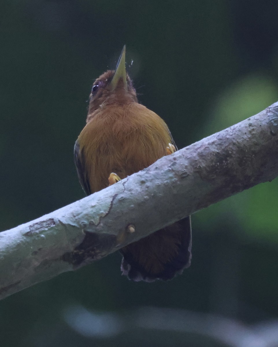 Rufous Piculet - ML622985761