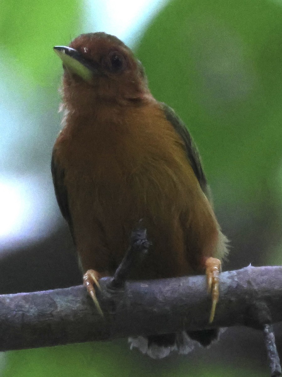 Rufous Piculet - Hanan Jacoby