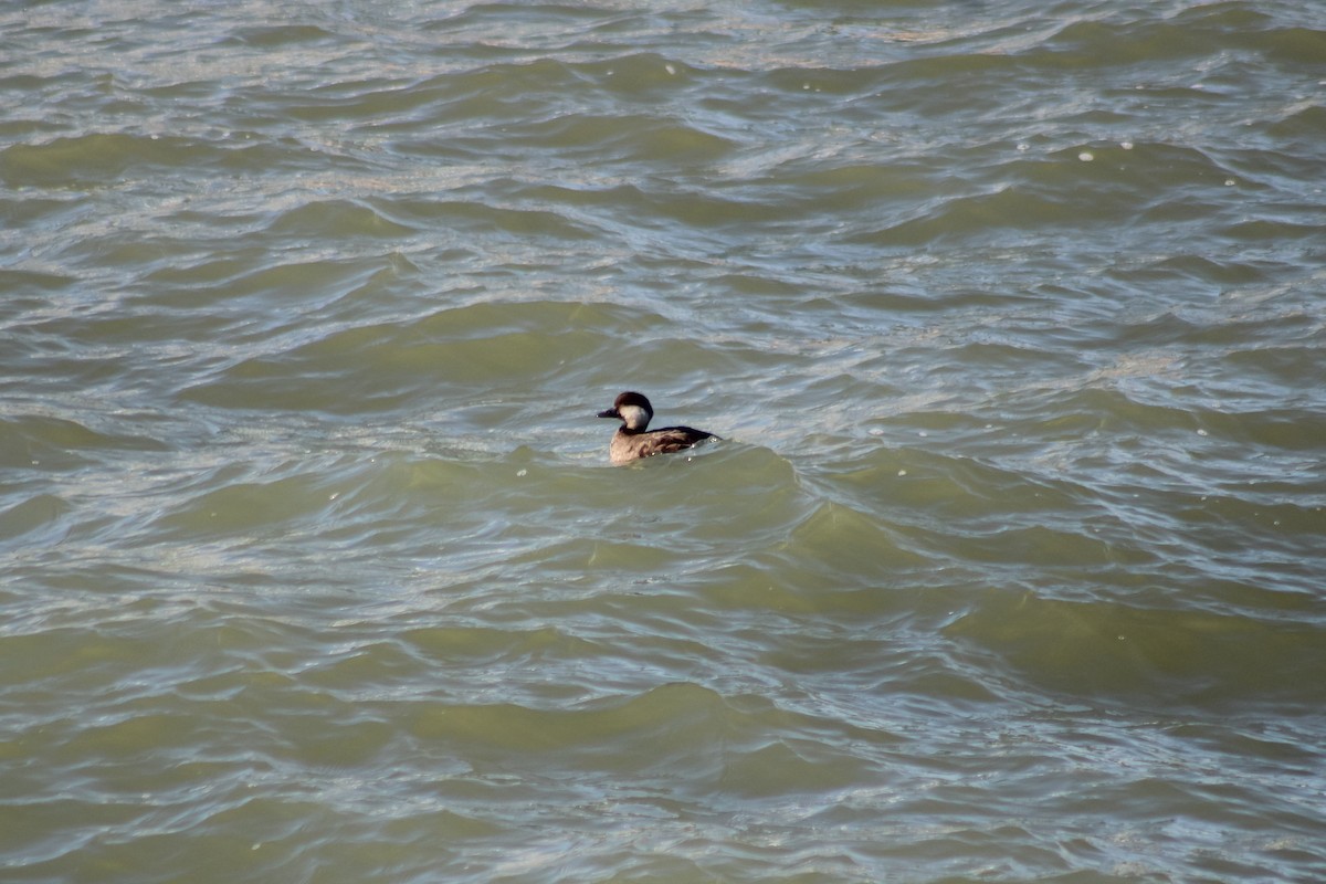 Black Scoter - ML622985776