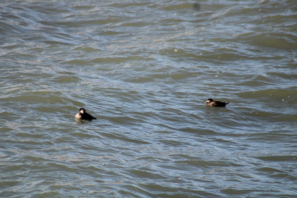 Black Scoter - ML622985780