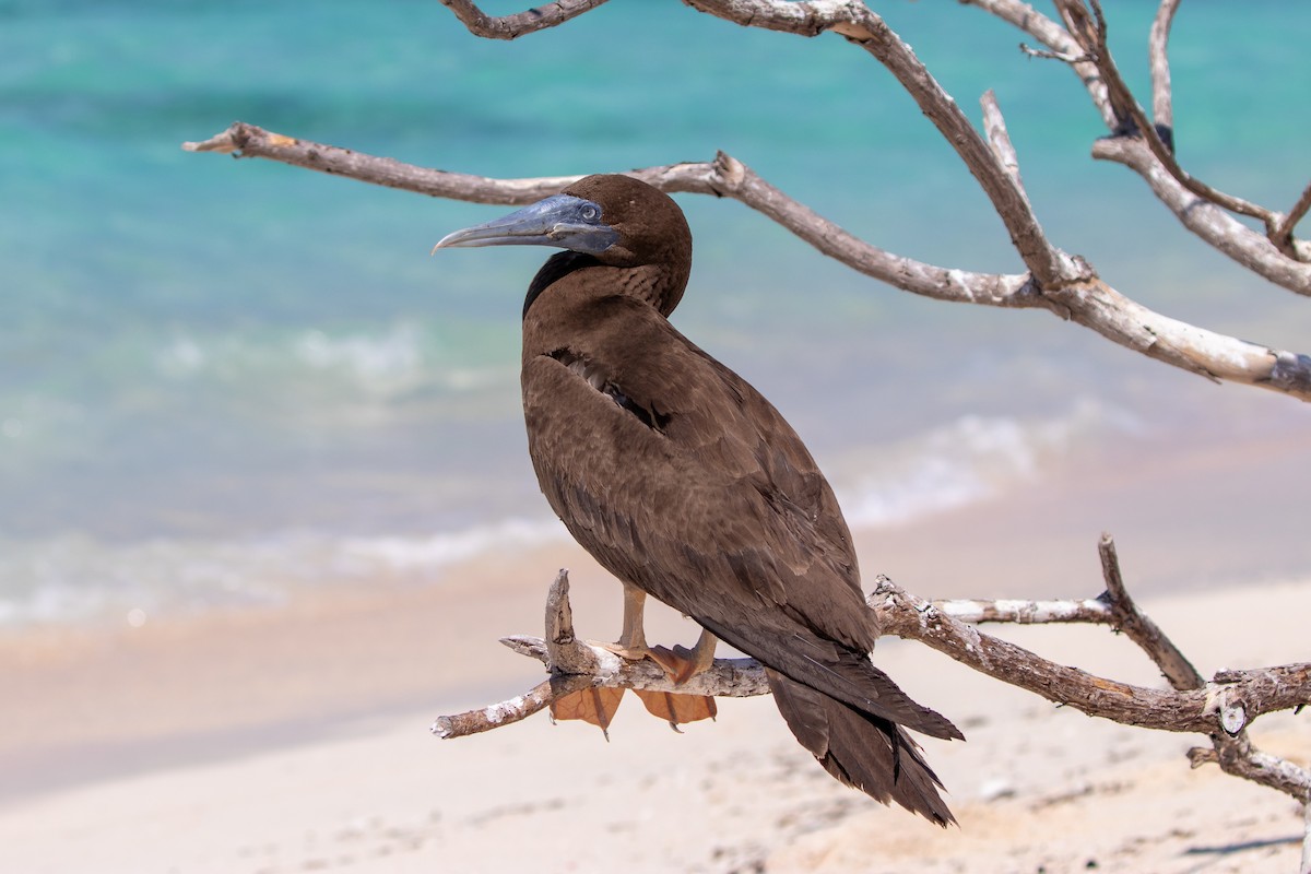 Brown Booby (Forster's) - ML622985800