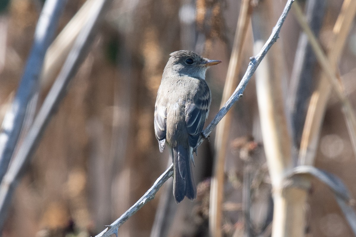 Willow Flycatcher - ML622985811